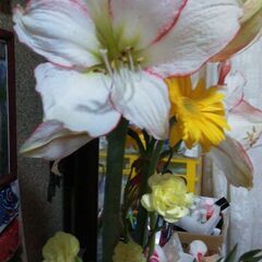 増量です今からでも植え付けできます秋植え球根三種の画像