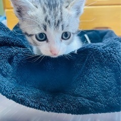 子猫を保護してます。