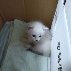 （一匹譲渡決定）保護仔猫の里親を募集します。