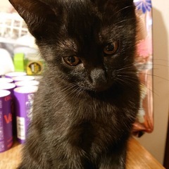 雨の中震えてた子を緊急保護。黒猫3兄妹.生後2〜3ヶ月。保護してくれた方が高齢の為、里親さん希望！兄妹でも1匹でもご相談ください！ - 名古屋市