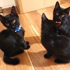 雨の中震えてた子を緊急保護。黒猫3兄妹.生後2〜3ヶ月。保護して...