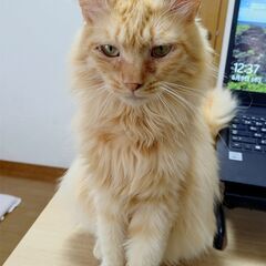 【去勢済】とても人懐こくて穏やか♡イケメンにゃんこ