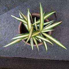 ★折り鶴ラン　オリズルラン　ナカフオリヅルラン 　渋い濃茶系の鉢に植栽　高さ約２５ｃｍ　つる３本出てきました　掲載NoB★の画像