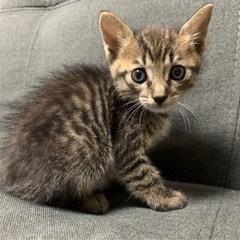 仔猫　生後1ヶ月　オス(相談中)