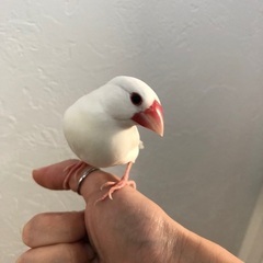 手乗り文鳥