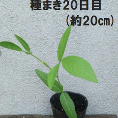 キマメ種子 ５ｇ（約３０粒）　樹豆、木豆の画像