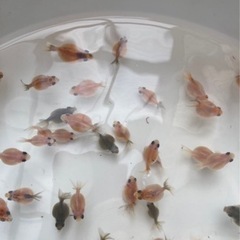 ピンポンパール  稚魚