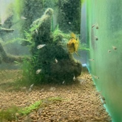 アピストグラマ　D24（コクーン便、厳選個体）WILDのF1稚魚10匹の画像