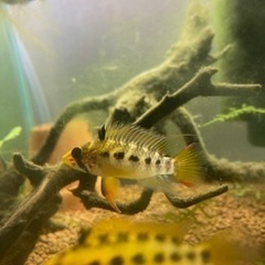 アピストグラマ　D24（コクーン便、厳選個体）WILDのF1稚魚10匹の画像