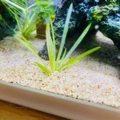 水草:チェーンサジタリアス　ラスト1