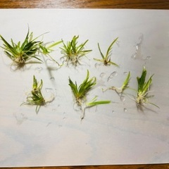 水草:チェーンサジタリアス　ラスト1〜今ならオマケ付き〜の画像