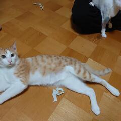 成猫募集致します。