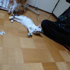 成猫の里親募集