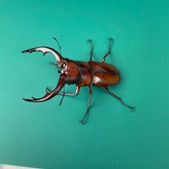 トカラノコギリクワガタ　成虫ペア