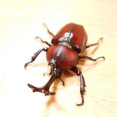 【国産カブトムシ】お譲りします！