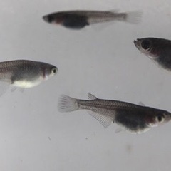 「オロチ」メダカ期間数量限定 5匹1セット 