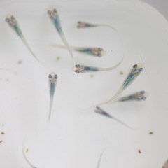 深海 めだか 無選別 稚魚 