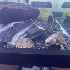 カブトニオイガメ2匹