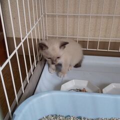 ６匹の子猫ちゃんの新しい家族を探しています。【シャム編】2匹