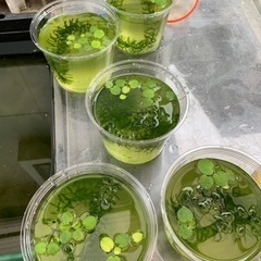 メダカ、ヌマエビあります　睡蓮はじめました
