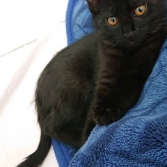 雨の中震えてた子を緊急保護。黒猫3兄妹.生後2〜3ヶ月。保護してくれた方が高齢の為、里親さん希望！兄妹でも1匹でもご相談ください！ − 愛知県