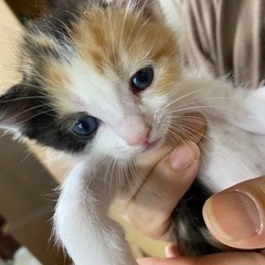 決まりました(՞ . .՞)"