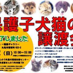 6/12💠譲渡会開催💠まんのう町農村環境改善センター