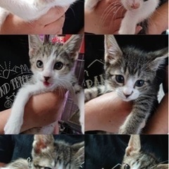 急募　みんな2ヶ月男の子♡6兄弟　瀬戸