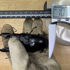 スマトラオオヒラタ　初令幼虫