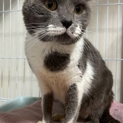 模様が素敵⭐︎スリスリ甘えん坊のムック − 長野県