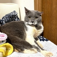 模様が素敵⭐︎スリスリ甘えん坊のムック - 猫