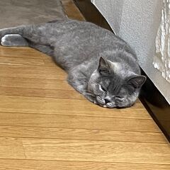 大事に育ててくれる方募集