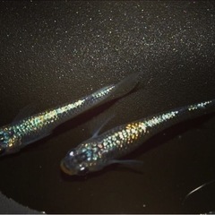 【九州男めだか】ラメ王 極上親使用 めだか 卵25個の画像