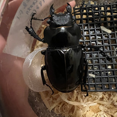 インターメディアツヤクワガタ ♀単