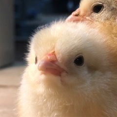 雌ひよこ５匹　6月6日生まれ　里親候補決まっております