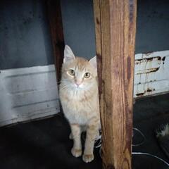 里親探してます。子猫4匹　親猫1匹　【子猫4匹はもらわれました】