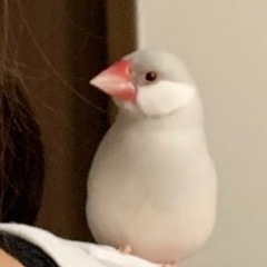 シルバー文鳥のギンちゃん