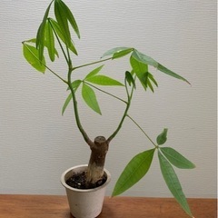 【お値下げ】パキラ 観葉植物 植物苗 ① 太め 鉢つき