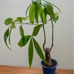 【お値下げ】パキラ 観葉植物 植物苗 ② 太め 鉢つき