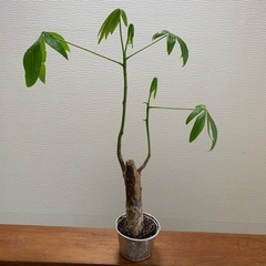 【お値下げ】パキラ 観葉植物 植物苗 ③ 太め 鉢つき
