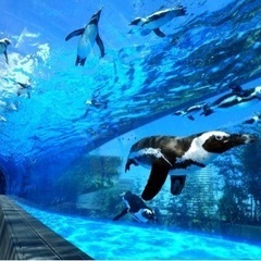 水族館一緒に行ける人募集です！