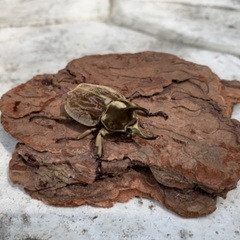 グランディスコフキカブト生体ペア 