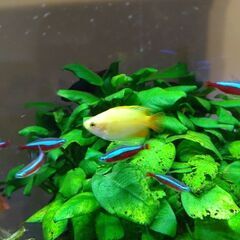 ゴールデンハニードワーフグラミー（熱帯魚）