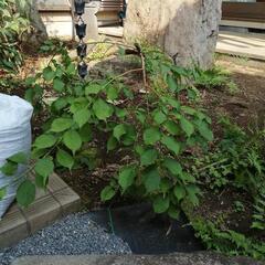 しだれ梅　花は白　差し上げます