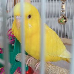 迷子の小鳥「セキセイインコ（黄色）」を探しています。