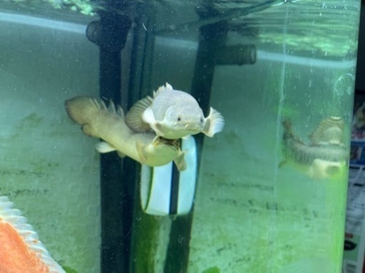 本日取りに来てくれる方限定で5000円にします、90センチ水槽　ライト　オスカー　ポリプテルスセネガルス　チャンナムプルクラ