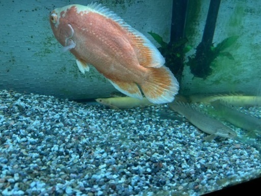 本日取りに来てくれる方限定で5000円にします、90センチ水槽　ライト　オスカー　ポリプテルスセネガルス　チャンナムプルクラ