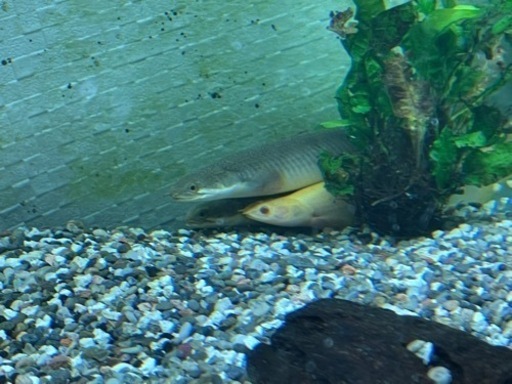 本日取りに来てくれる方限定で5000円にします、90センチ水槽　ライト　オスカー　ポリプテルスセネガルス　チャンナムプルクラ