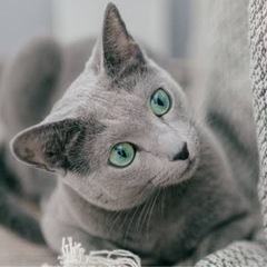 猫カフェに行ってみたい
