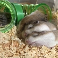 ロボロフスキー4匹、ジャンガリアン1匹里親募集。 - その他